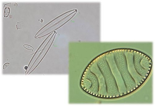 Diatomées vues au microscope