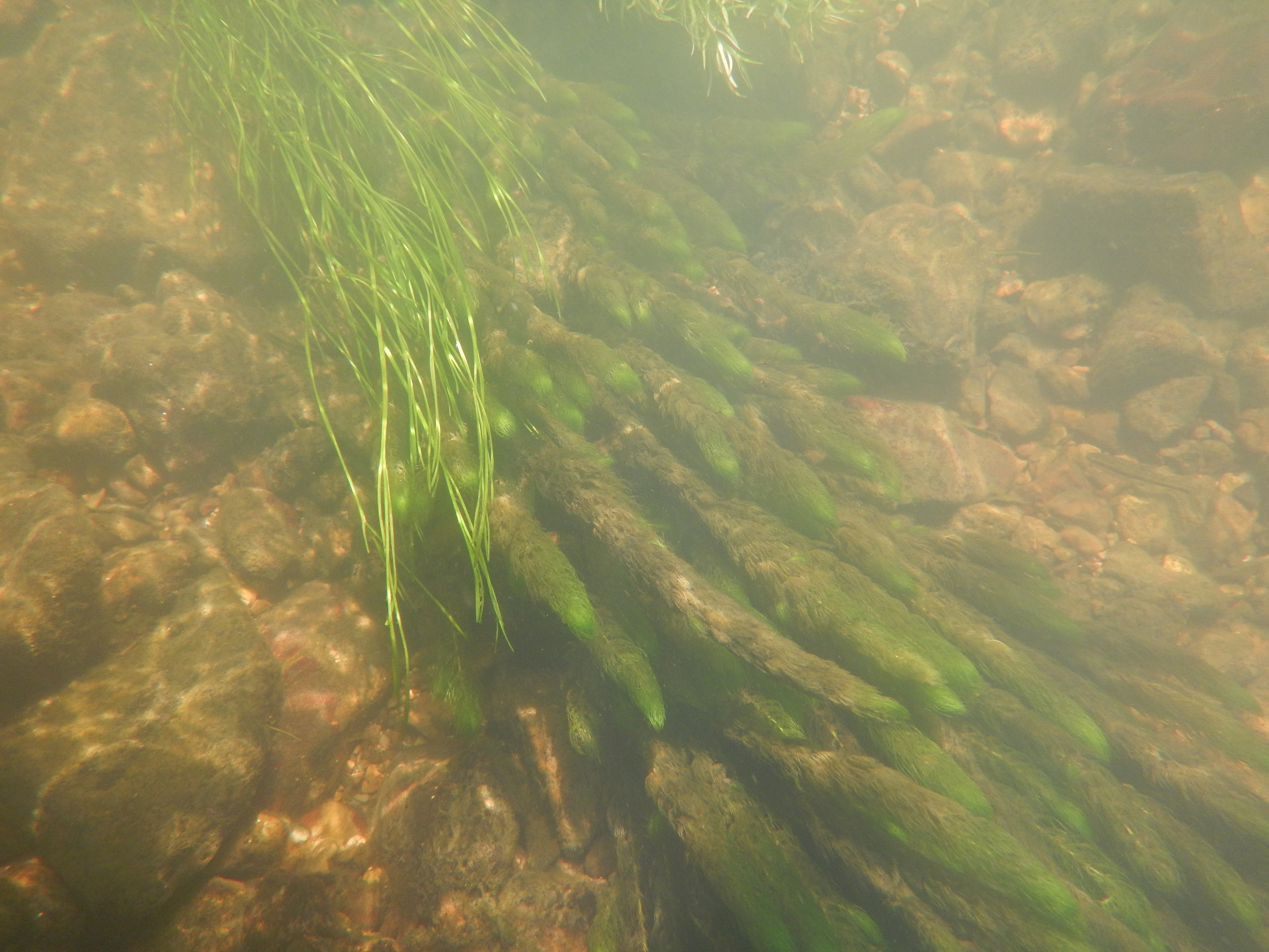 Macrophytes immergés