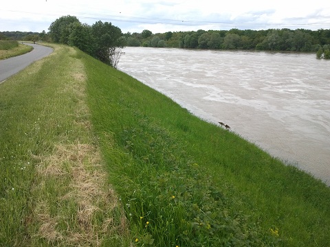 Le site de Mareau-aux-prés avant travaux de déboisement