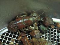 Écrevisses (Pacifastacus leniusculus) prélevée dans la Luire Écrevisses (Pacifastacus leniusculus) prélevée dans la Luire