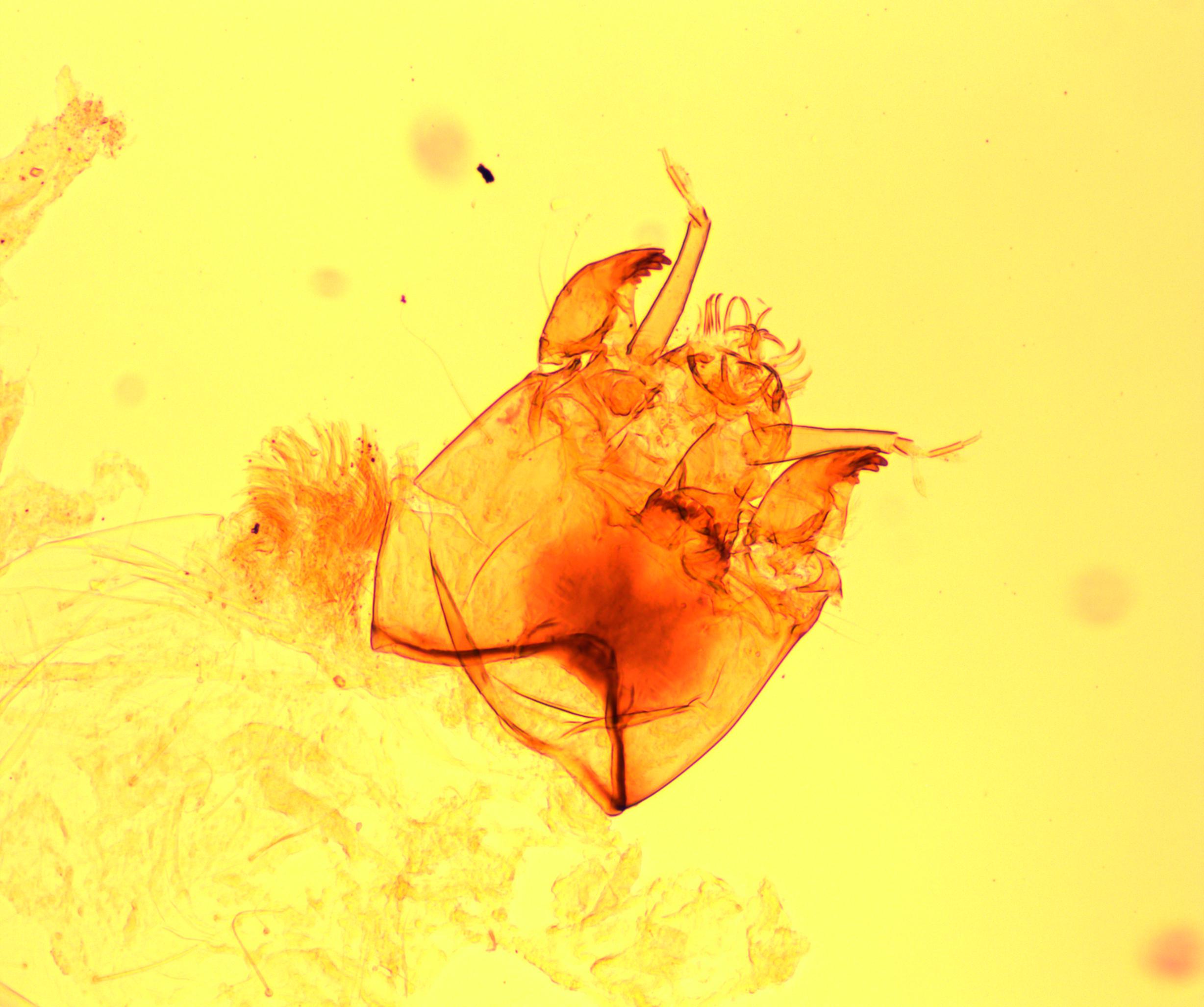 Cladotanytarsus