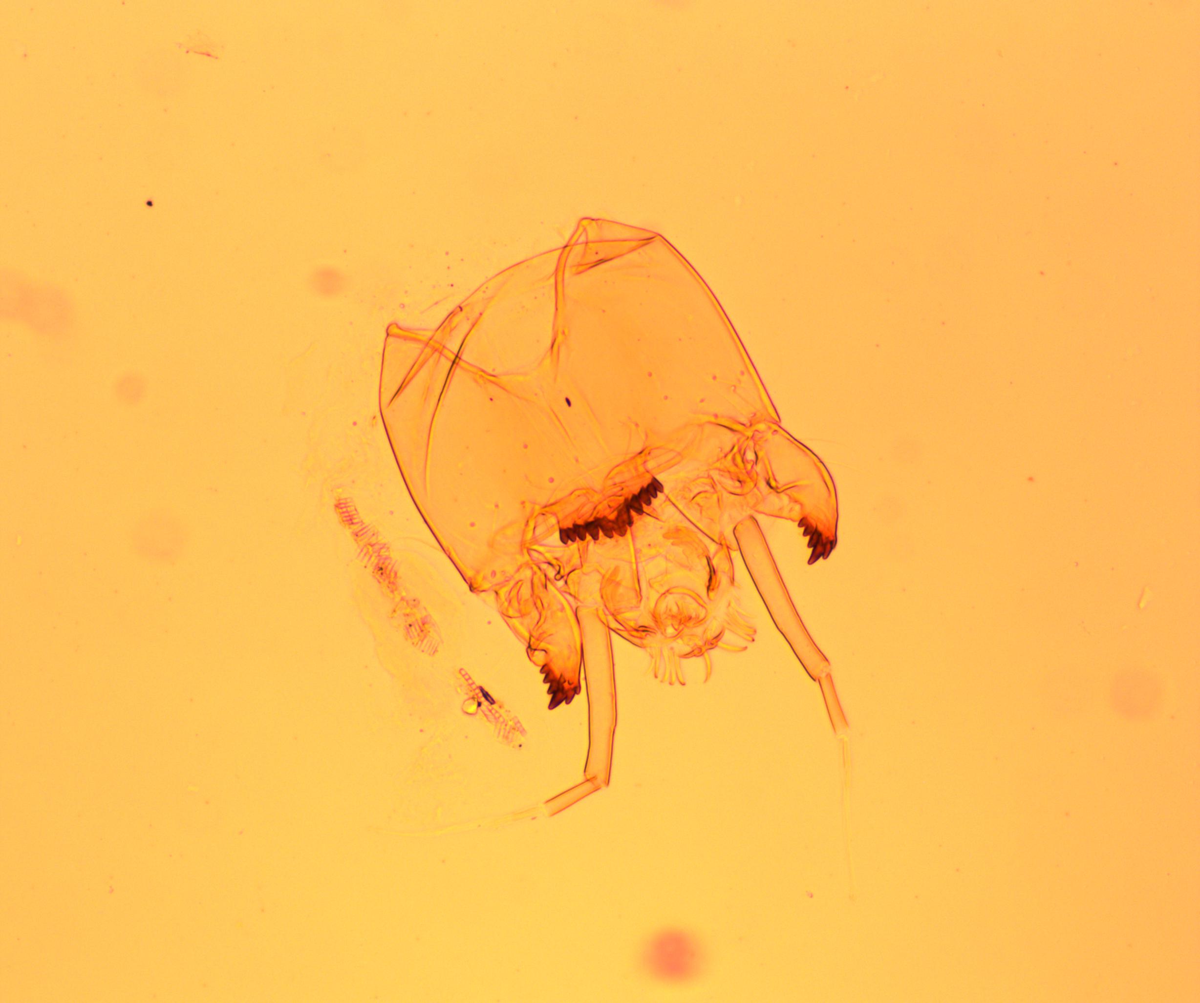 Tanytarsus